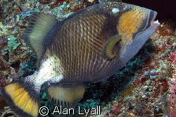 Titan triggerfish by Alan Lyall 